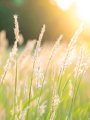 JPG 편집이미지 사람없음 햇빛 가을 풀 강아지풀 편집실사 AI포토 AI콘텐츠 식물 계절 태양 CG 한해살이풀 파일형식