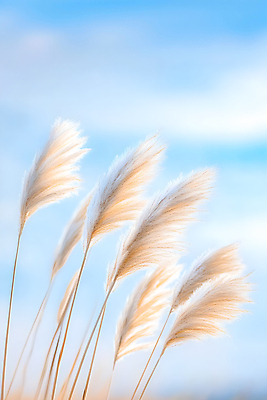 JPG 편집이미지 하늘 사람없음 맑음 가을 억새 편집실사 AI포토 AI콘텐츠 식물 계절 날씨 CG 파일형식