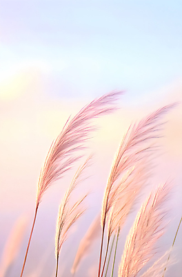 JPG 편집이미지 사람없음 일몰 가을 억새 파스텔톤 편집실사 AI포토 AI콘텐츠 식물 계절 컬러 노을 CG 파일형식