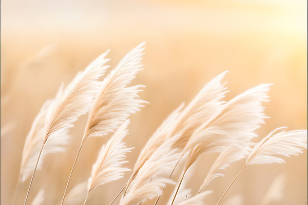 JPG 편집이미지 사람없음 햇빛 가을 억새 베이지색 편집실사 AI포토 AI콘텐츠 식물 계절 컬러 태양 CG 파일형식