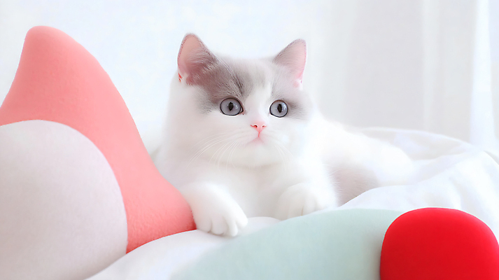 JPG 편집이미지 새끼 쿠션 사람없음 소파 귀여움 고양이 이불 흰색 편집실사 AI포토 AI콘텐츠 동물 컬러 컨셉 의자 포유류 침구 반려동물 CG 파일형식