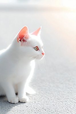 JPG 편집이미지 시선 새끼 사람없음 귀여움 고양이 흰색 편집실사 AI포토 AI콘텐츠 동물 컬러 컨셉 포유류 반려동물 CG 파일형식