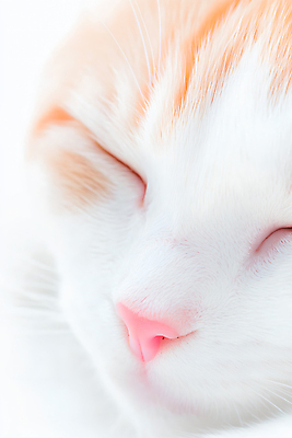 JPG 편집이미지 새끼 근접촬영 사람없음 귀여움 고양이 흰색 잠 편집실사 AI포토 AI콘텐츠 동물 뷰포인트 컬러 컨셉 포유류 반려동물 CG 파일형식