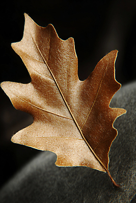 JPG 편집이미지 낙엽 사람없음 장식 가을 공예 디지털합성 오브젝트 오브제 펠트 편집실사 AI포토 AI콘텐츠 계절 잎 취미 CG 파일형식 천_직물
