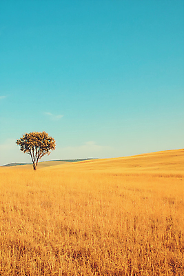 JPG 나무 편집이미지 하늘 갈대 초원 사람없음 가을 편집실사 AI포토 AI콘텐츠 식물 계절 CG 파일형식