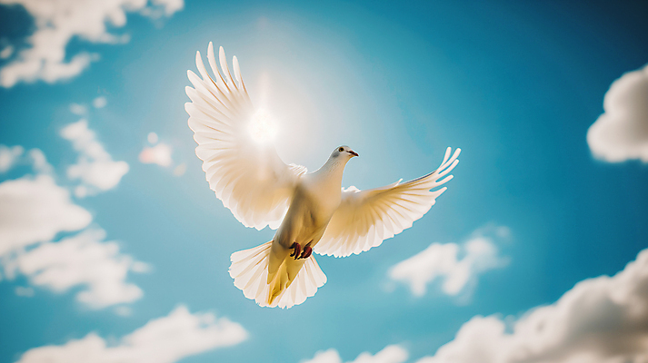 JPG 구름 편집이미지 날개 하늘 사람없음 햇빛 평화 비행 비둘기 편집실사 AI포토 AI콘텐츠 자연요소 컨셉 조류 태양 CG 파일형식
