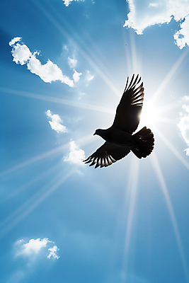 JPG 구름 편집이미지 날개 하늘 사람없음 햇빛 평화 비행 비둘기 편집실사 AI포토 AI콘텐츠 자연요소 컨셉 조류 태양 CG 파일형식