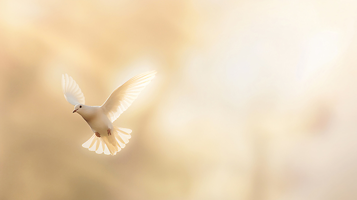 JPG 편집이미지 날개 하늘 사람없음 빛 평화 비행 비둘기 편집실사 AI포토 AI콘텐츠 컨셉 조류 CG 파일형식