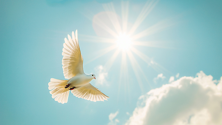 JPG 구름 편집이미지 날개 하늘 사람없음 햇빛 평화 비행 비둘기 편집실사 AI포토 AI콘텐츠 자연요소 컨셉 조류 태양 CG 파일형식