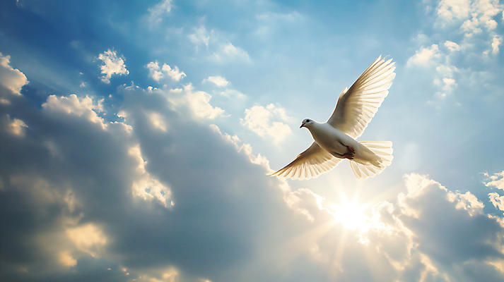JPG 구름 편집이미지 날개 하늘 사람없음 햇빛 평화 비행 비둘기 편집실사 AI포토 AI콘텐츠 자연요소 컨셉 조류 태양 CG 파일형식