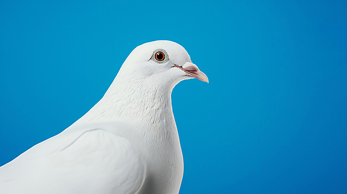 JPG 편집이미지 사람없음 파란색 평화 비둘기 편집실사 AI포토 AI콘텐츠 컬러 컨셉 조류 CG 파일형식