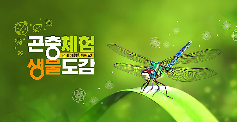 PSD 편집이미지 자연 나뭇잎 생물 사람없음 환경 체험학습 체험 잠자리 숲 친환경 생태계 자연학습 이미지편집 곤충 컨셉 잎 파일형식