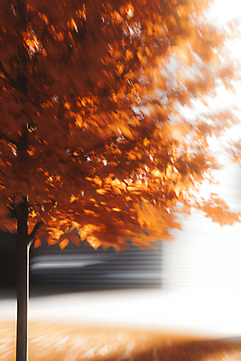 JPG 편집이미지 낙엽 단풍나무 바람 사람없음 빛 햇빛 갈색 가을 편집실사 AI포토 AI콘텐츠 자연요소 나무 계절 컬러 단풍 잎 날씨 태양 CG 파일형식