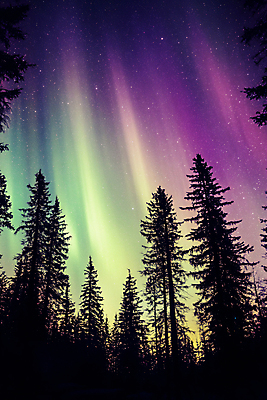 JPG 나무 편집이미지 자연 밤하늘 풍경 사람없음 빛 디지털합성 오로라 편집실사 AI포토 AI콘텐츠 식물 자연현상 하늘 야간 CG 생태계 파일형식