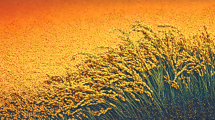 JPG 편집이미지 사람없음 주황색 벼 쌀 가을 편집실사 AI포토 AI콘텐츠 계절 컬러 곡류 CG 파일형식