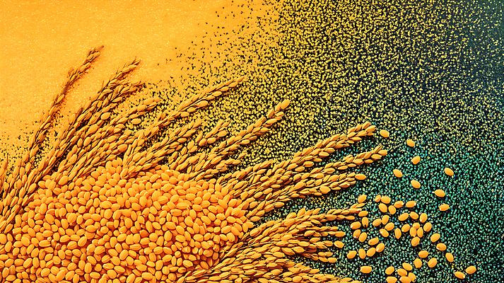 JPG 편집이미지 사람없음 주황색 벼 쌀 가을 편집실사 AI포토 AI콘텐츠 계절 컬러 곡류 CG 파일형식