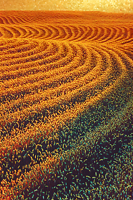 JPG 편집이미지 자연 초원 사람없음 노을 주황색 가을 편집실사 AI컴퓨터그래픽 AI콘텐츠 자연요소 계절 컬러 CG 생태계 파일형식