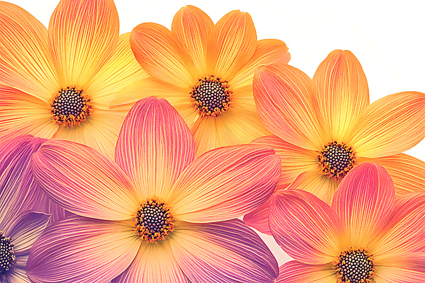 JPG 편집이미지 꽃 분홍색 사람없음 주황색 가을 코스모스 편집실사 AI컴퓨터그래픽 AI콘텐츠 식물 계절 컬러 CG 파일형식