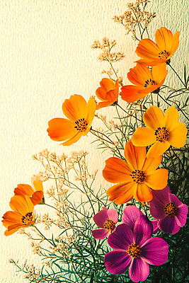 JPG 편집이미지 꽃 사람없음 보라색 주황색 가을 코스모스 편집실사 AI컴퓨터그래픽 AI콘텐츠 식물 계절 컬러 CG 파일형식