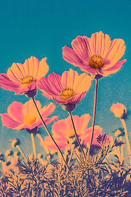 JPG 편집이미지 꽃 분홍색 사람없음 파란색 가을 코스모스 편집실사 AI컴퓨터그래픽 AI콘텐츠 식물 계절 컬러 CG 파일형식