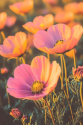 JPG 편집이미지 꽃 분홍색 사람없음 주황색 가을 코스모스 편집실사 AI컴퓨터그래픽 AI콘텐츠 식물 계절 컬러 CG 파일형식