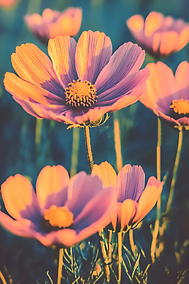 JPG 편집이미지 꽃 분홍색 사람없음 가을 코스모스 편집실사 AI컴퓨터그래픽 AI콘텐츠 식물 계절 컬러 CG 파일형식