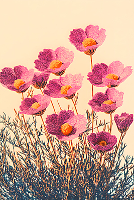 JPG 편집이미지 꽃 분홍색 사람없음 가을 코스모스 편집실사 AI컴퓨터그래픽 AI콘텐츠 식물 계절 컬러 CG 파일형식