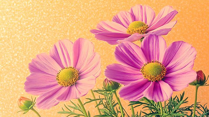 JPG 편집이미지 꽃 분홍색 사람없음 노란색 가을 코스모스 편집실사 AI컴퓨터그래픽 AI콘텐츠 식물 계절 컬러 CG 파일형식