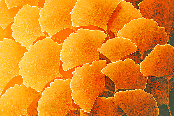 JPG 편집이미지 백그라운드 낙엽 나뭇잎 사람없음 주황색 가을 분위기 질감 은행잎 편집실사 AI컴퓨터그래픽 AI콘텐츠 계절 컬러 컨셉 잎 CG 파일형식