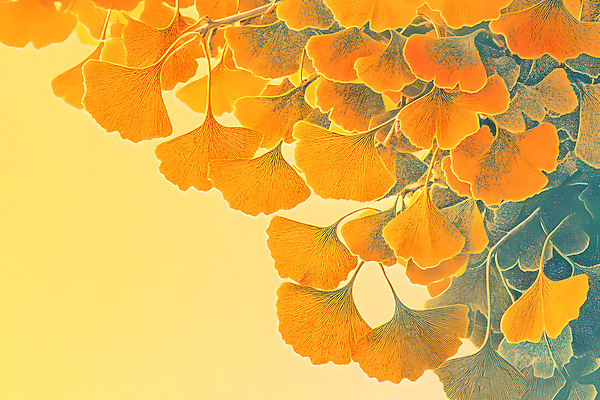 JPG 편집이미지 백그라운드 낙엽 나뭇잎 사람없음 주황색 가을 분위기 질감 은행잎 편집실사 AI컴퓨터그래픽 AI콘텐츠 계절 컬러 컨셉 잎 CG 파일형식