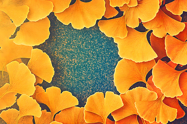 JPG 편집이미지 백그라운드 낙엽 나뭇잎 사람없음 주황색 가을 분위기 질감 은행잎 편집실사 AI컴퓨터그래픽 AI콘텐츠 계절 컬러 컨셉 잎 CG 파일형식