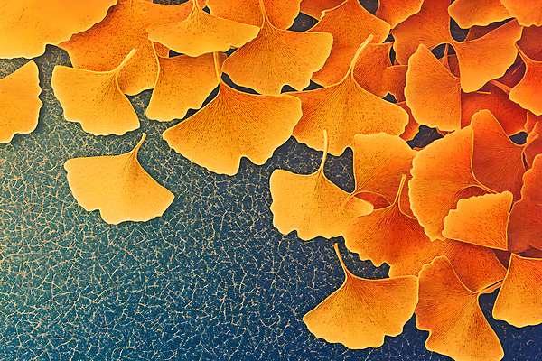 JPG 편집이미지 백그라운드 낙엽 나뭇잎 사람없음 주황색 가을 분위기 질감 은행잎 편집실사 AI컴퓨터그래픽 AI콘텐츠 계절 컬러 컨셉 잎 CG 파일형식