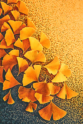 JPG 편집이미지 백그라운드 낙엽 나뭇잎 사람없음 주황색 가을 분위기 질감 은행잎 편집실사 AI컴퓨터그래픽 AI콘텐츠 계절 컬러 컨셉 잎 CG 파일형식