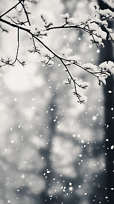 JPG 나무 편집이미지 크리스마스 겨울 선물 사람없음 흰색 나뭇가지 눈송이 감성 편집실사 AI포토 AI콘텐츠 식물 계절 기념일 컬러 컨셉 눈_날씨 CG 파일형식