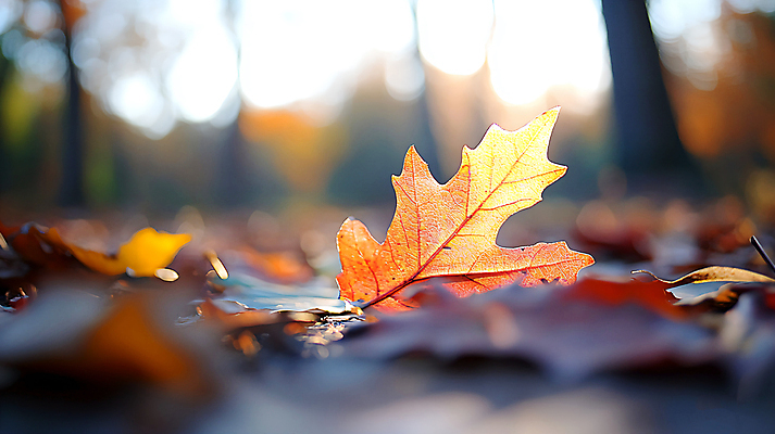 JPG 나무 편집이미지 낙엽 자연 아침 사람없음 빛 가을 숲 보케 편집실사 AI포토 AI콘텐츠 주간 식물 계절 잎 CG 생태계 파일형식