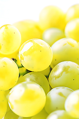 JPG 편집이미지 열매 근접촬영 사람없음 초록색 빛 신선 포도알 편집소스 망고포도 편집실사 AI포토 AI콘텐츠 식물 뷰포인트 컬러 포도 CG 청포도 파일형식