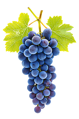 JPG 편집이미지 열매 포도 사람없음 보라색 신선 포도잎 편집실사 AI포토 AI콘텐츠 식물 컬러 잎 과일 CG 파일형식