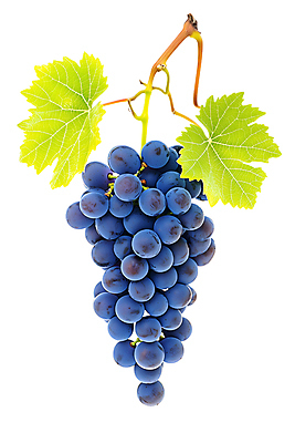 JPG 편집이미지 열매 포도 사람없음 보라색 신선 포도잎 편집실사 AI포토 AI콘텐츠 식물 컬러 잎 과일 CG 파일형식