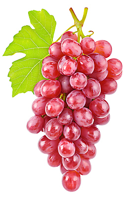 JPG 편집이미지 열매 포도 사람없음 신선 자주색 포도잎 편집실사 AI포토 AI콘텐츠 식물 컬러 잎 과일 CG 파일형식