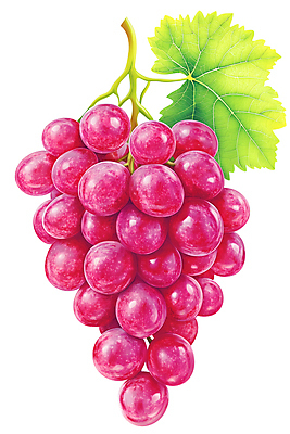 JPG 편집이미지 열매 포도 사람없음 신선 자주색 포도잎 편집실사 AI포토 AI콘텐츠 식물 컬러 잎 과일 CG 파일형식