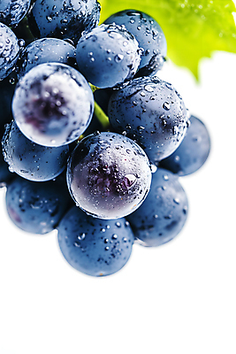 JPG 편집이미지 열매 포도 사람없음 물 보라색 물방울 신선 포도잎 편집실사 AI포토 AI콘텐츠 자연요소 식물 컬러 잎 과일 CG 파일형식
