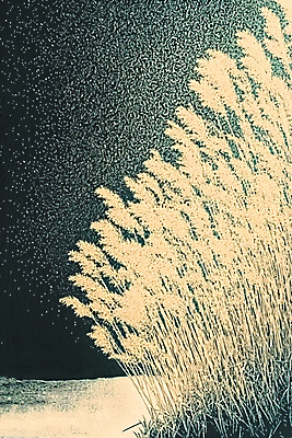 JPG 편집이미지 자연 붓터치 수채화 갈대 사람없음 편집실사 식물 CG 생태계 파일형식