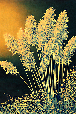 JPG 편집이미지 자연 붓터치 수채화 갈대 사람없음 편집실사 식물 CG 생태계 파일형식