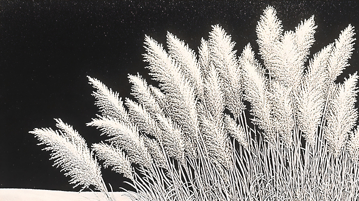 JPG 편집이미지 자연 붓터치 수채화 갈대 사람없음 흰색 편집실사 식물 컬러 CG 생태계 파일형식