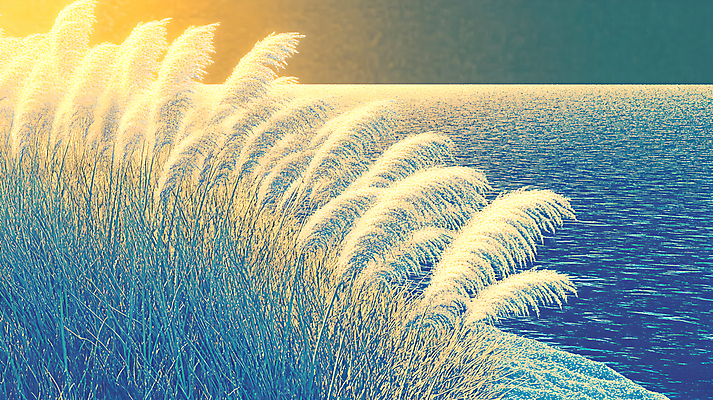 JPG 편집이미지 자연 붓터치 수채화 갈대 사람없음 물 물가 편집실사 자연요소 식물 풍경 CG 생태계 파일형식