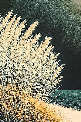 JPG 편집이미지 자연 붓터치 수채화 갈대 풍경 사람없음 편집실사 식물 CG 생태계 파일형식