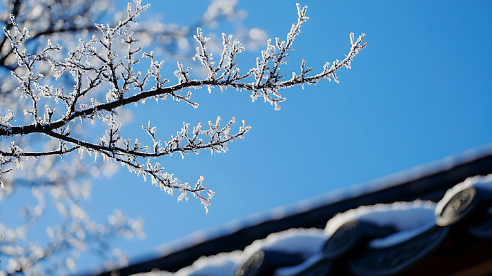 JPG 나무 편집이미지 한국전통 겨울 하늘 눈꽃 기와 사람없음 파란색 나뭇가지 눈 눈덮임 편집실사 AI포토 AI콘텐츠 자연요소 식물 전통 계절 컬러 컨셉 날씨 한국 눈_날씨 CG 파일형식