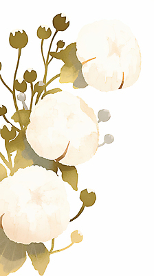 JPG 일러스트 나뭇잎 수채화 사람없음 포근함 목화꽃 아이보리 목화솜 국내일러스트 AI일러스트 AI콘텐츠 꽃 컬러 잎 감각 솜 파일형식