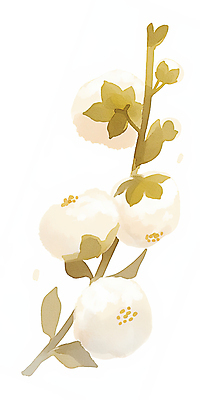 JPG 일러스트 나뭇잎 수채화 사람없음 포근함 목화꽃 아이보리 목화솜 국내일러스트 AI일러스트 AI콘텐츠 꽃 컬러 잎 감각 솜 파일형식