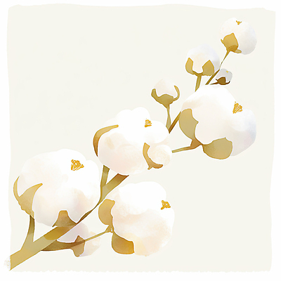 JPG 일러스트 나뭇잎 수채화 사람없음 포근함 목화꽃 아이보리 목화솜 국내일러스트 AI일러스트 AI콘텐츠 꽃 컬러 잎 감각 솜 파일형식